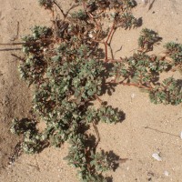 <i>Euphorbia indica</i>  Lam.